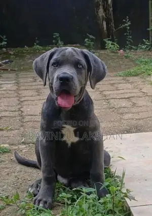 Cane Corso Puppy