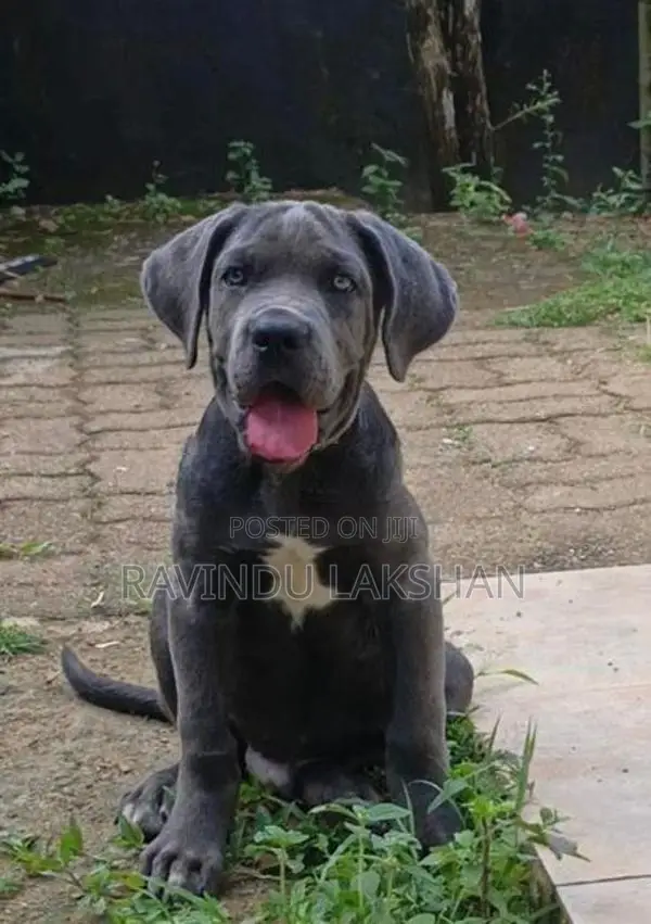 Cane Corso Puppy