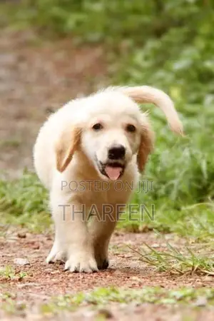 Golden Retriever Puppies