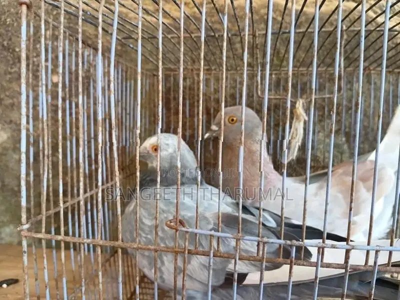 Pigeons
