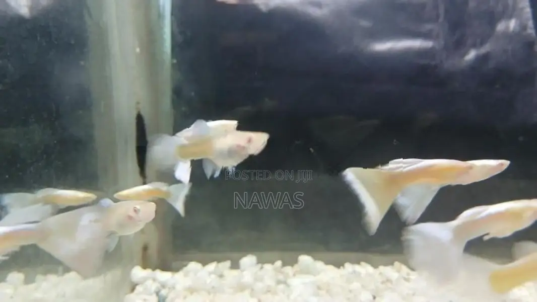 Full Red Albino Guppy
