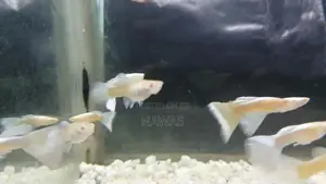 Full Red Albino Guppy