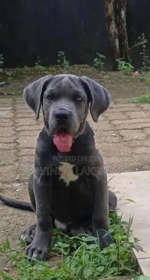 Cane Corso Puppy