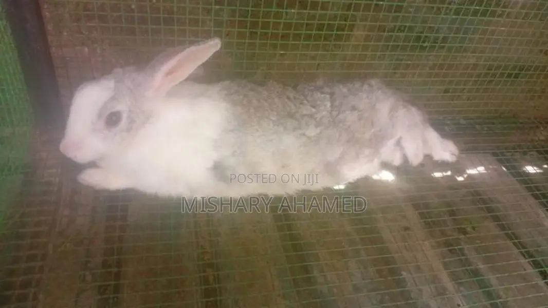 Rabbits