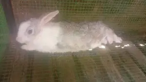 Rabbits