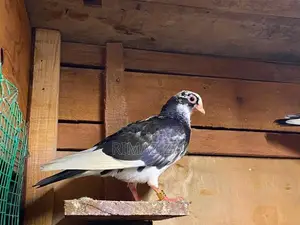 Pigeons