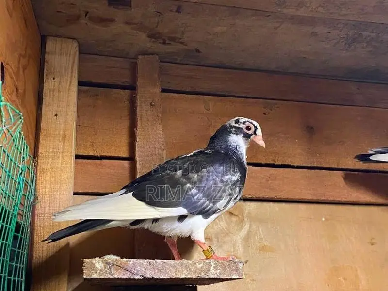 Pigeons