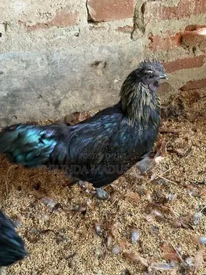 කඩක්නාත් කුකුළන් ජෝඩුවක්