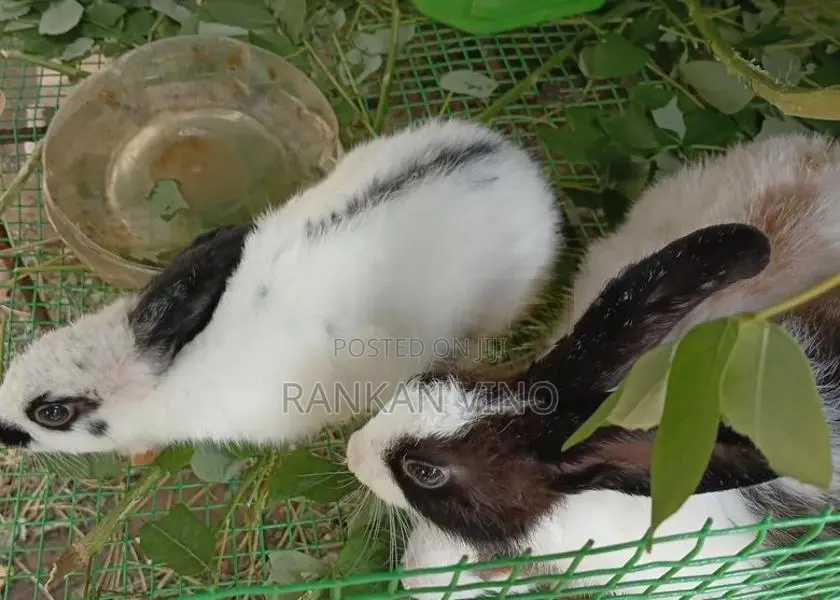 Rabbits