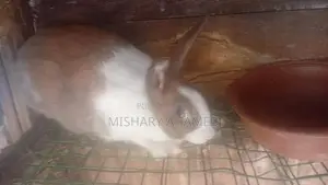 Rabbits