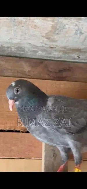 Pigeons