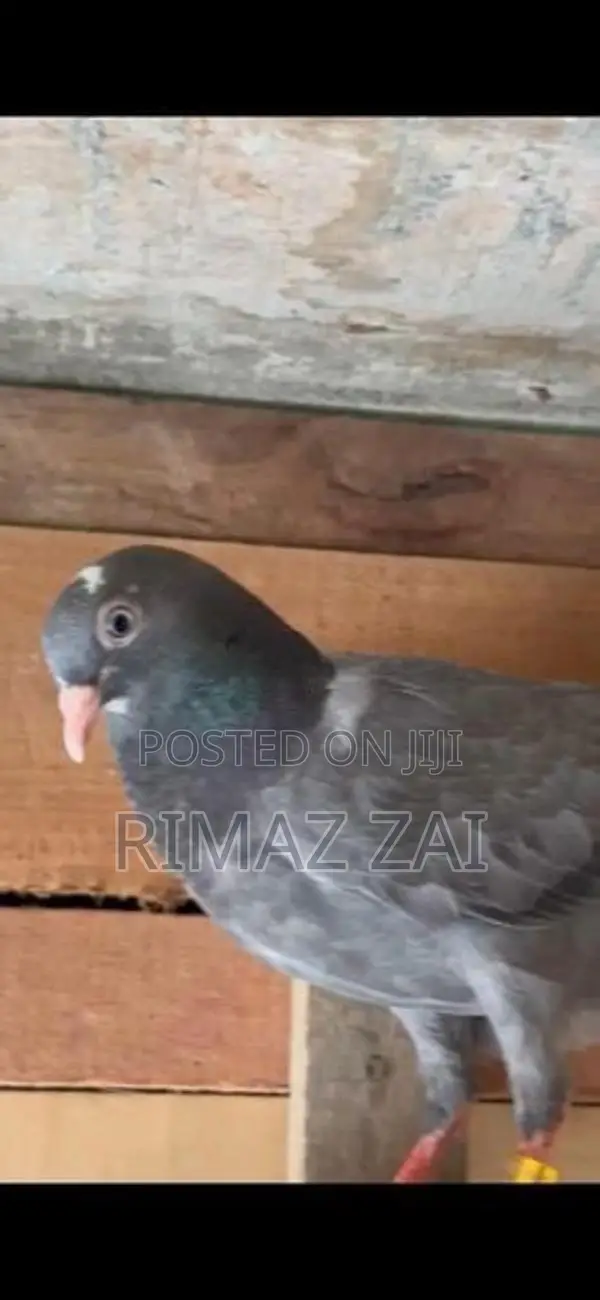Pigeons
