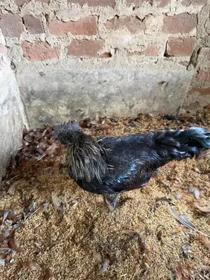 කඩක්නාත් කුකුළන් ජෝඩුවක්