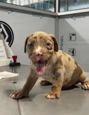 American Bully XXL