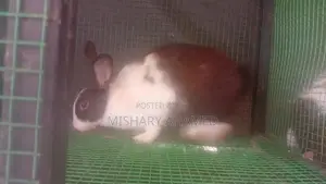 Rabbits