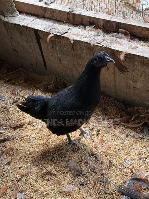 කඩක්නාත් කුකුළන් ජෝඩුවක්