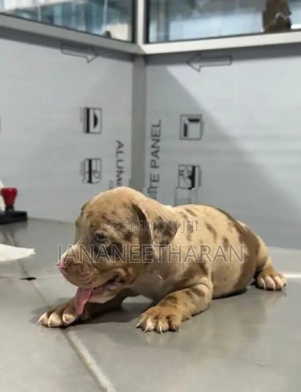 American Bully XXL