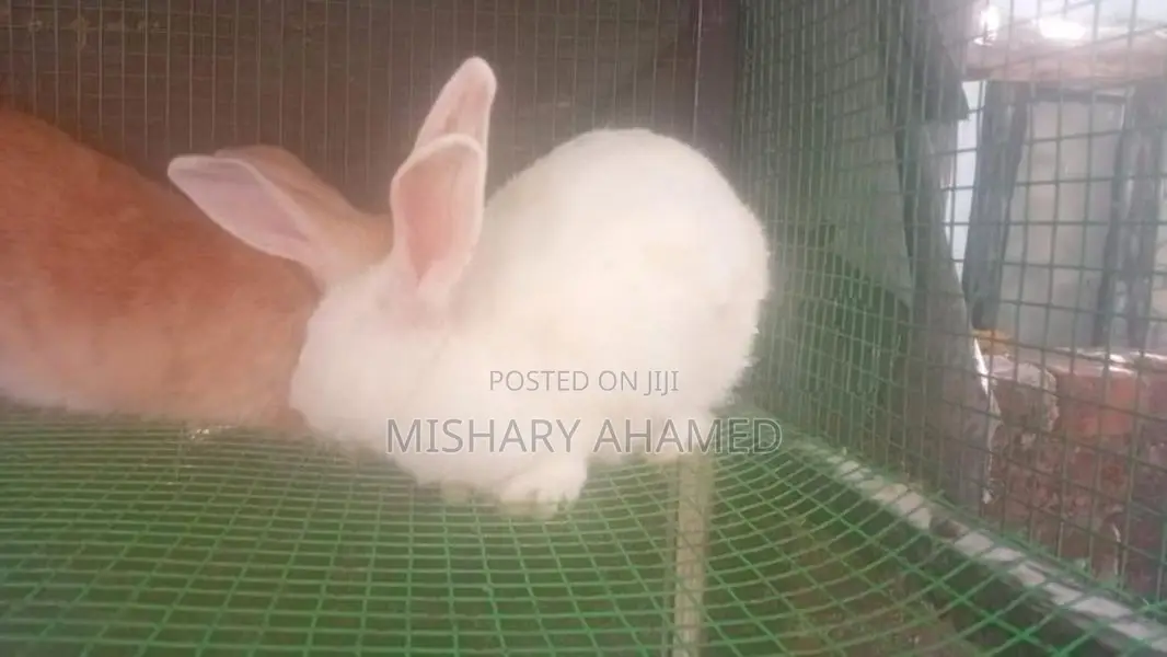 Rabbits