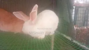 Rabbits