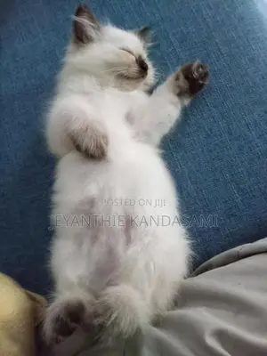 Persian cat