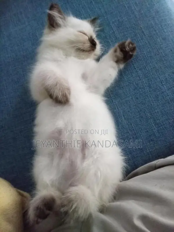 Persian cat