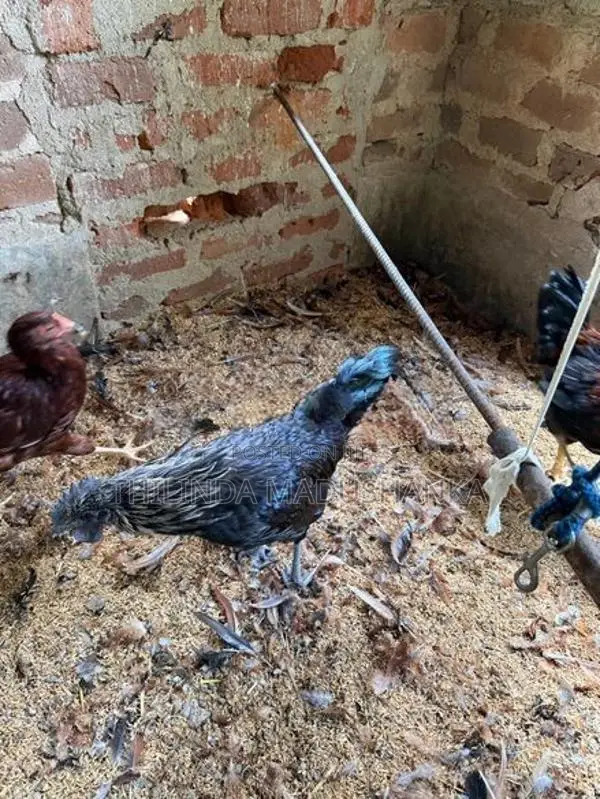 කඩක්නාත් කුකුළන් ජෝඩුවක්