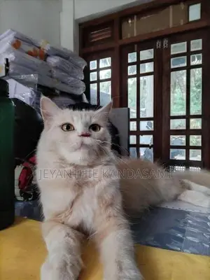 Persian cat
