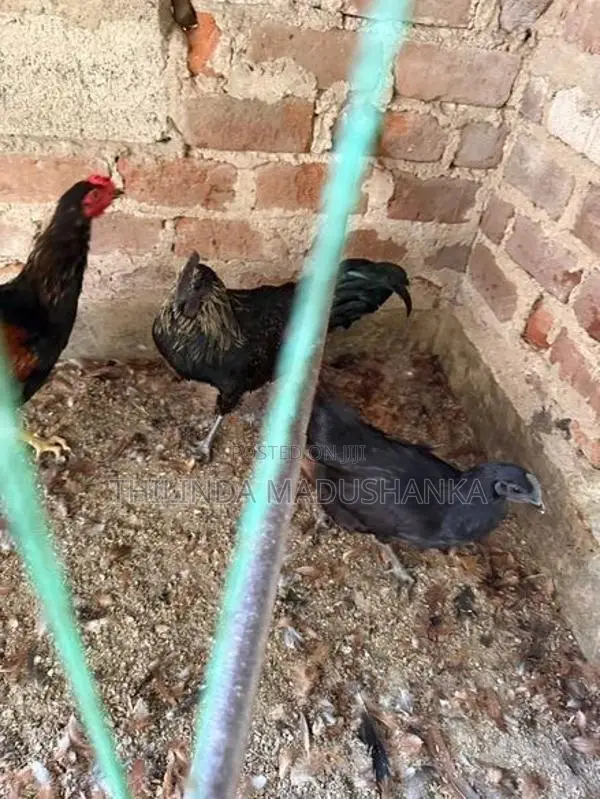 කඩක්නාත් කුකුළන් ජෝඩුවක්