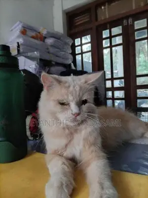 Persian cat