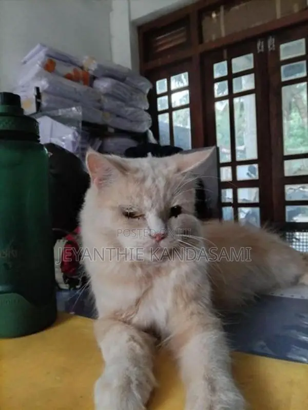 Persian cat