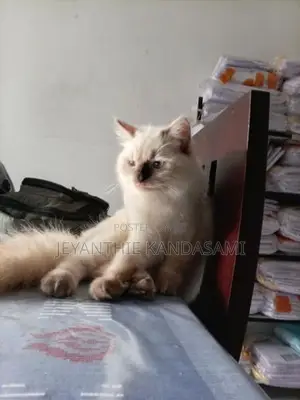 Persian cat