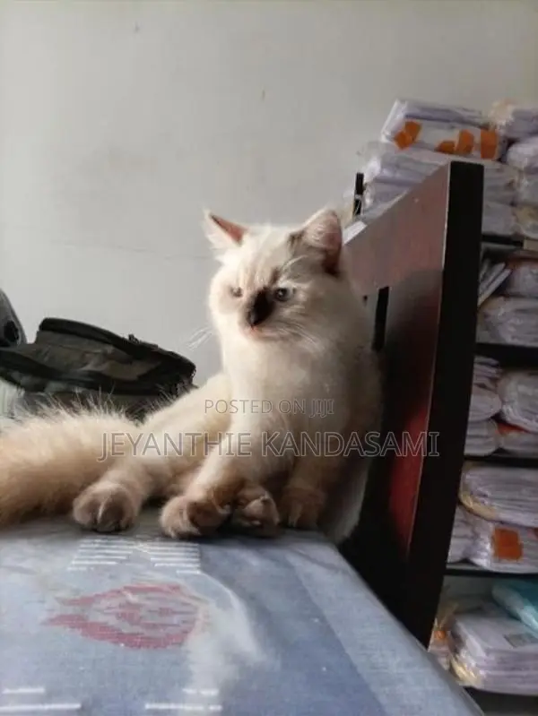 Persian cat