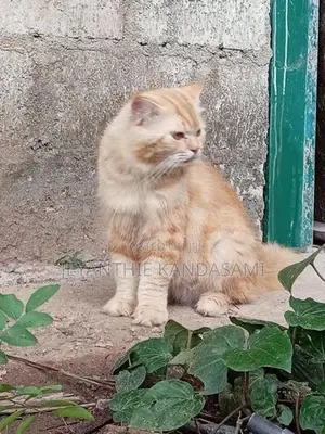 Persian cat