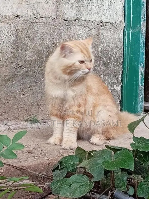 Persian cat