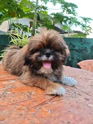 Shihtzu Puppy