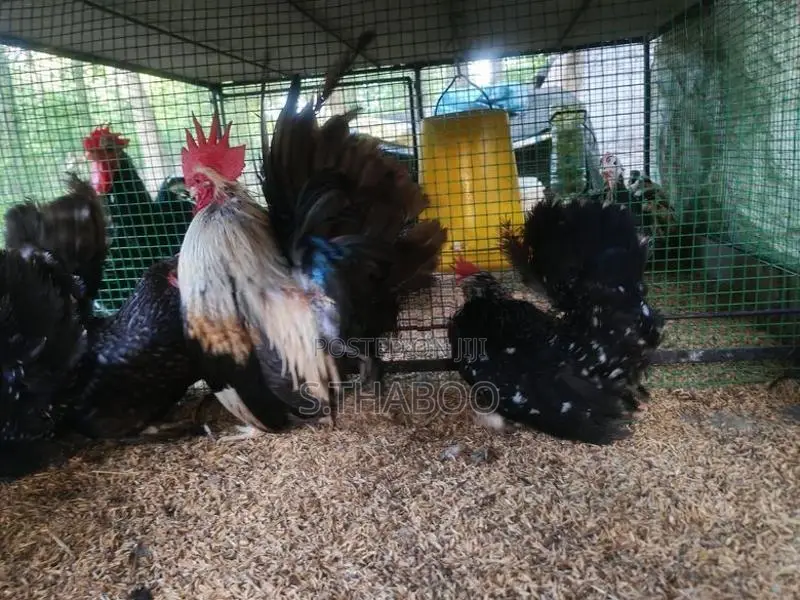 Fancy Chicken