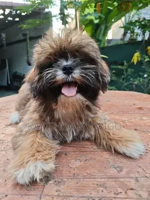 Shihtzu Puppy