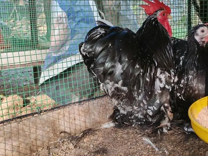Fancy Chicken