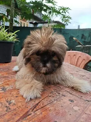 Shihtzu Puppy