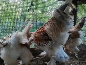 Fancy Chicken