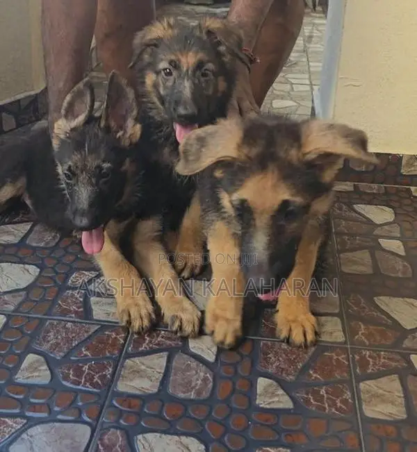 German Shepherd Puppies