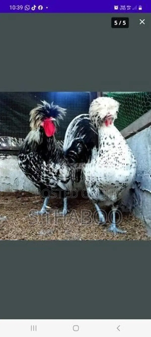 Fancy Chicken