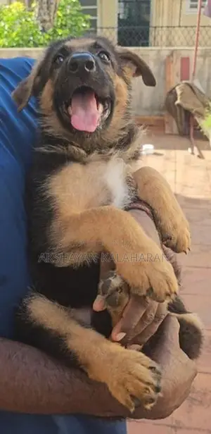 German Shepherd Puppies