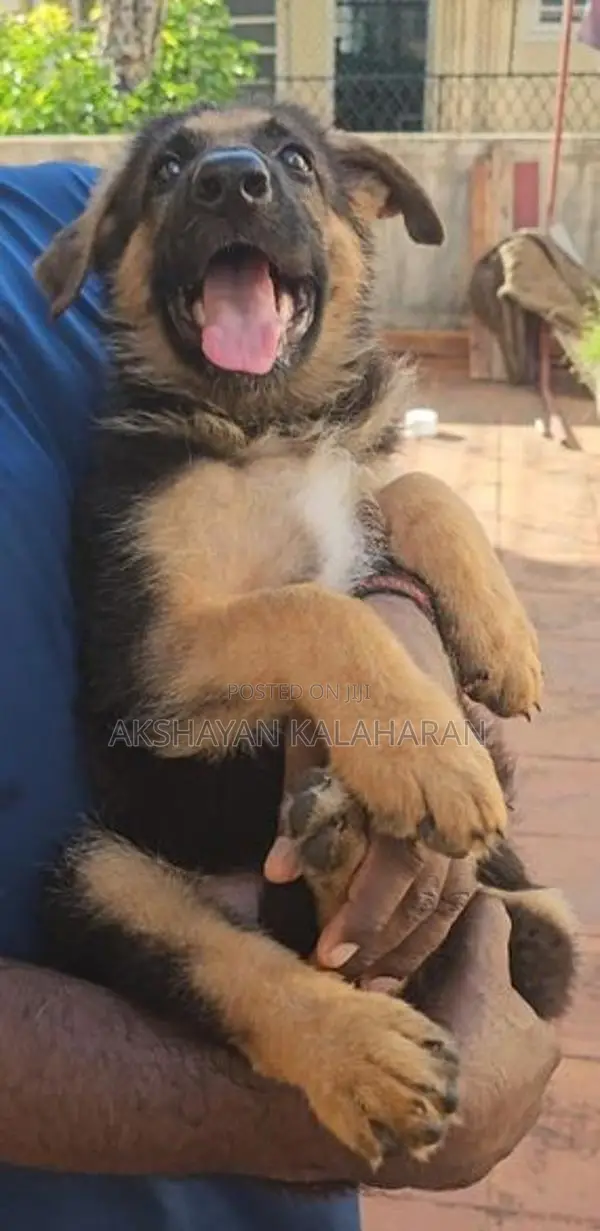 German Shepherd Puppies