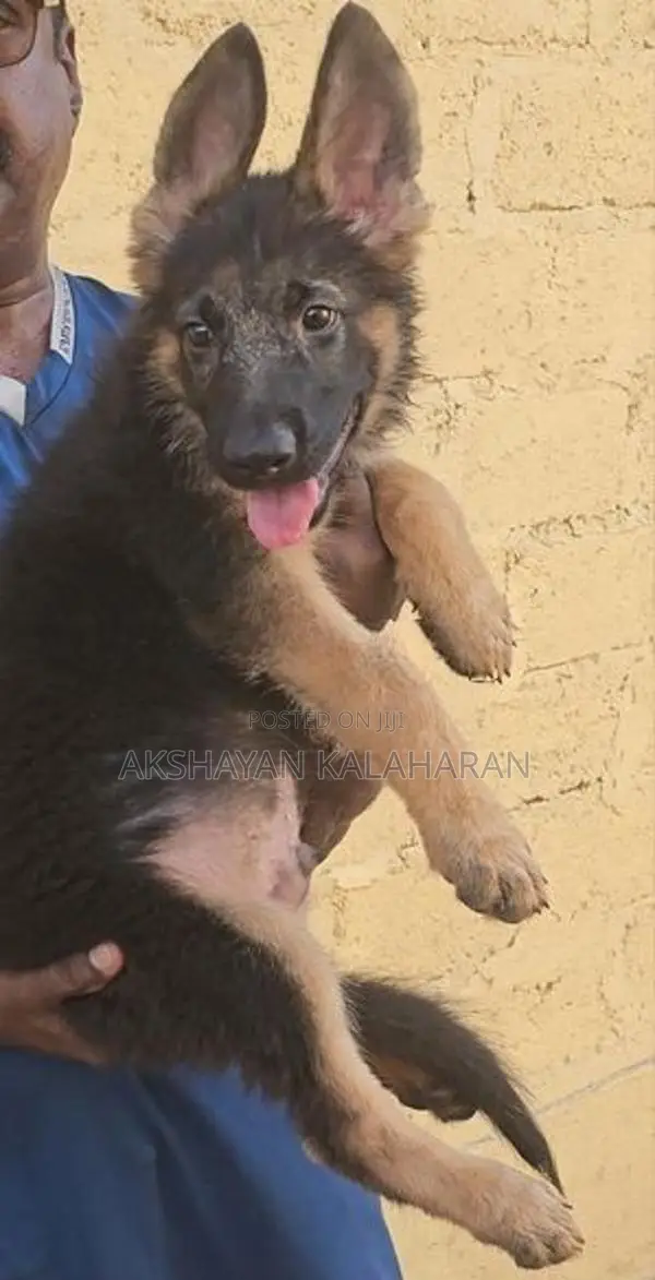 German Shepherd Puppies