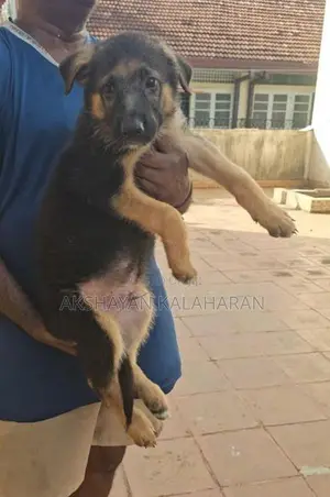 German Shepherd Puppies