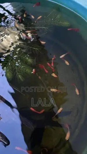 Albino Full Red Guppies