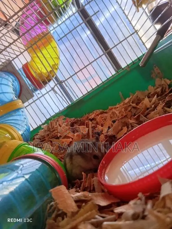 Dwarf Hamsters