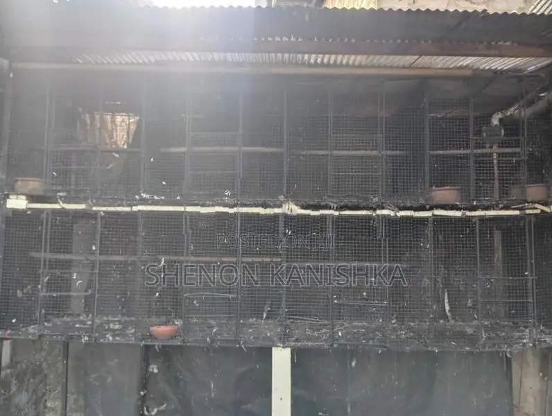 Bird Cage