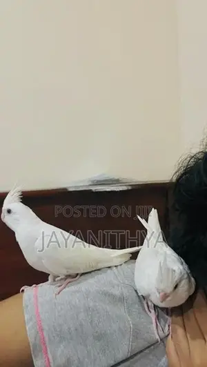 Cocktail Chicks